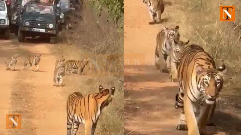 Tigress' Path Blocked by Tourist Vehicles, HC Takes Action